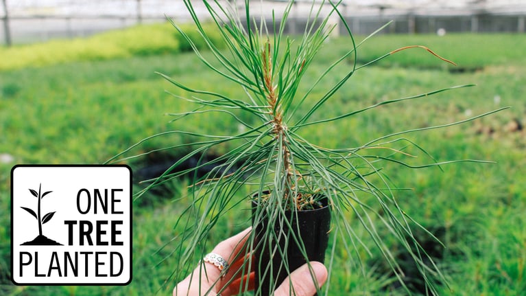 Normerica Timber Homes Partners with Reforestation Non-Profit One Tree Planted